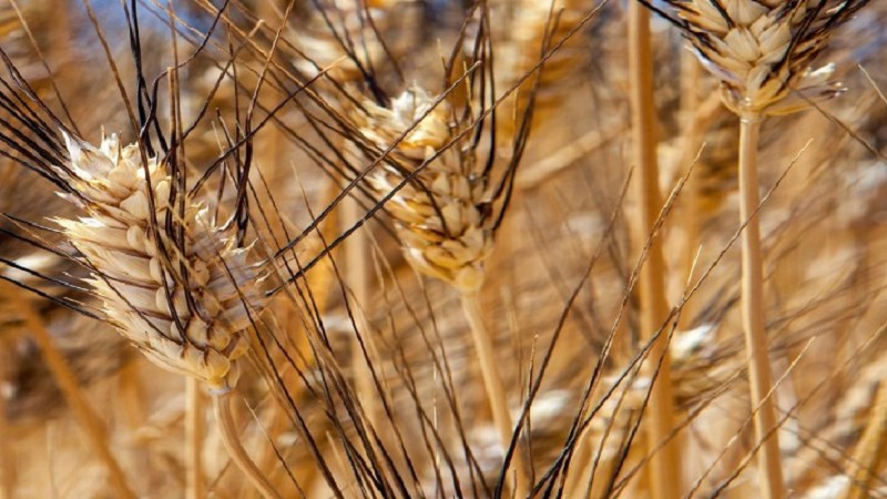 Variétés locales de blés siciliens